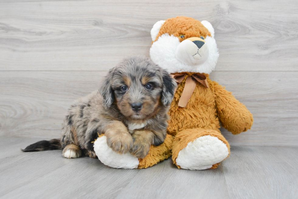 Best Mini Bernedoodle Baby