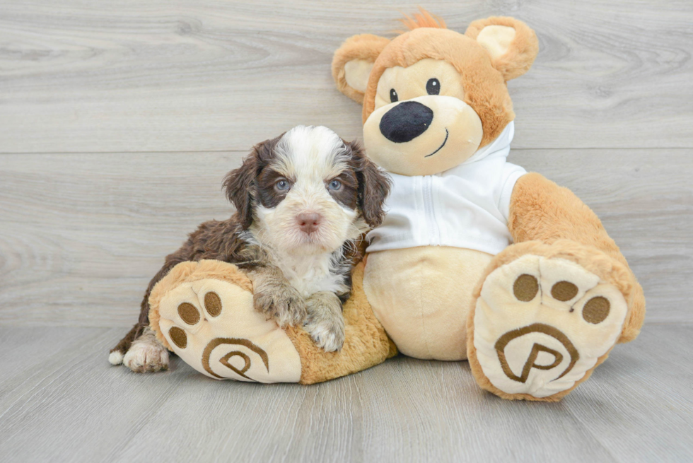 Mini Bernedoodle Puppy for Adoption