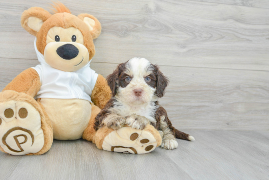 Funny Mini Bernedoodle Poodle Mix Pup