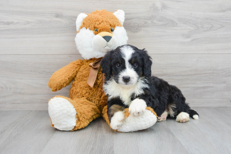 Energetic Bernadoodle Poodle Mix Puppy