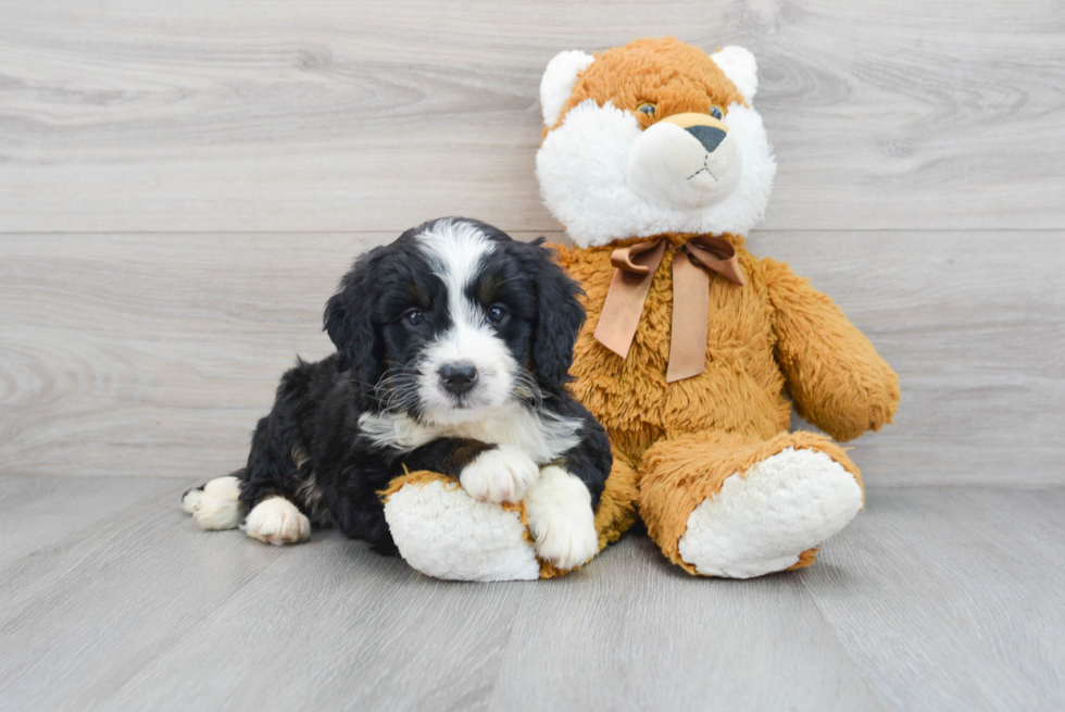 Smart Mini Bernedoodle Poodle Mix Pup