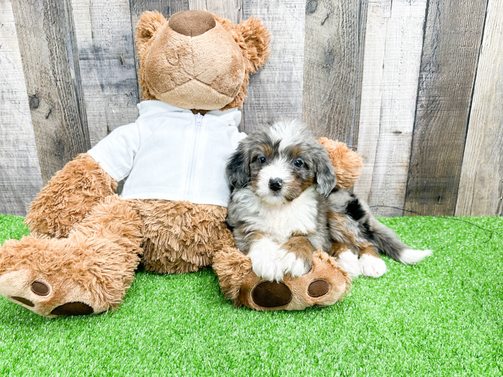 Petite Mini Bernedoodle Poodle Mix Pup