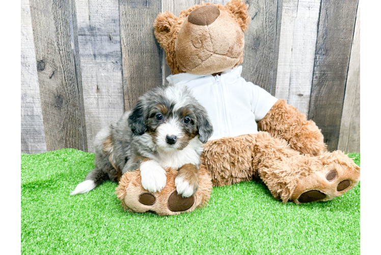 Adorable Bernadoodle Poodle Mix Puppy