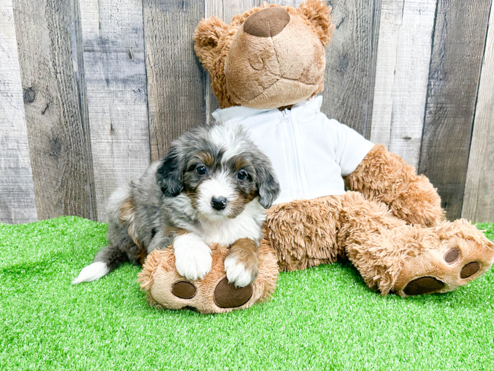 Adorable Bernadoodle Poodle Mix Puppy