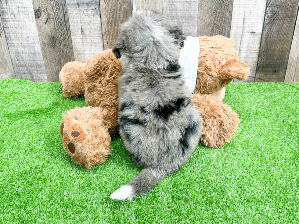 Mini Bernedoodle Pup Being Cute