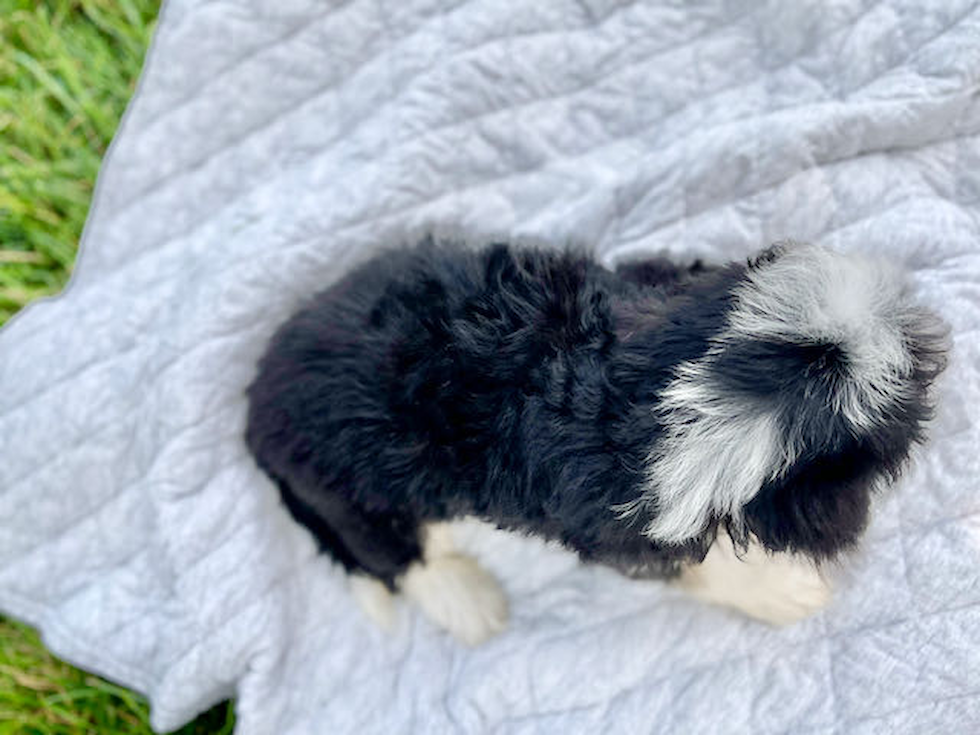 Best Mini Bernedoodle Baby