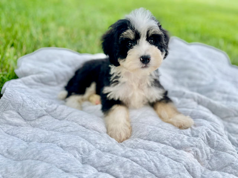 Mini Bernedoodle Pup Being Cute