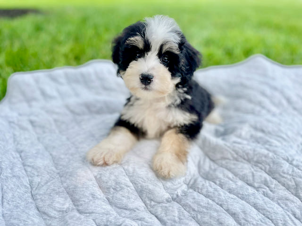 Mini Bernedoodle Pup Being Cute