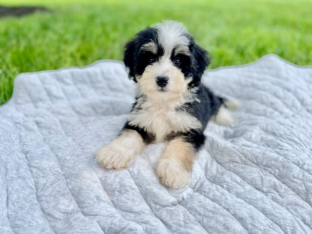 Petite Mini Bernedoodle Poodle Mix Pup