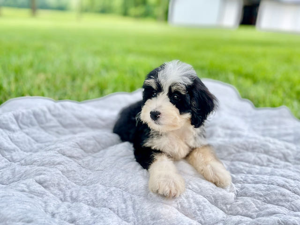 Mini Bernedoodle Puppy for Adoption