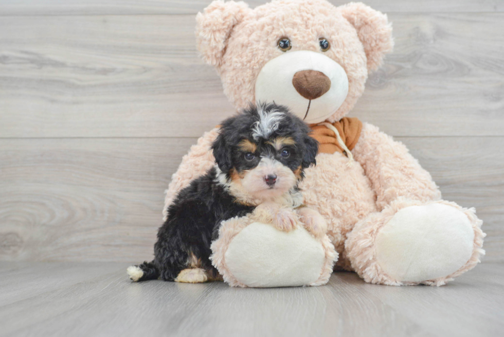 Best Mini Bernedoodle Baby