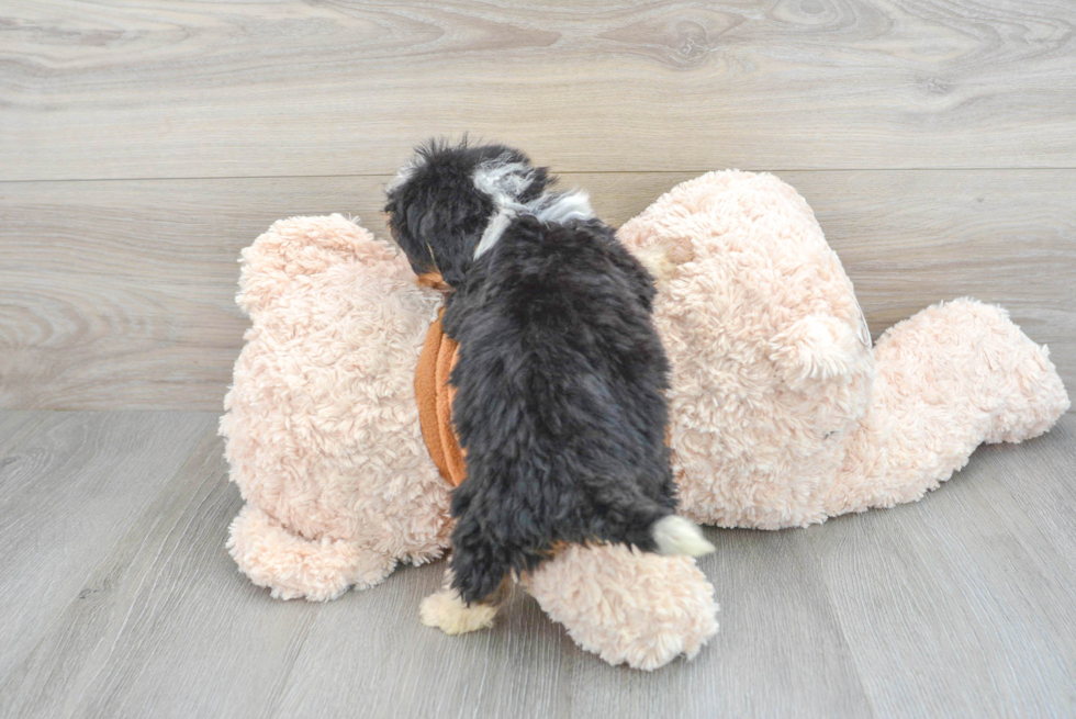 Mini Bernedoodle Pup Being Cute