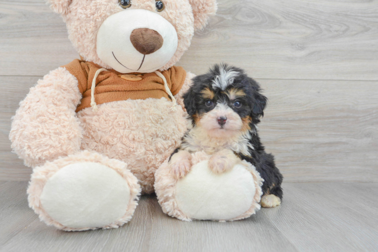 Happy Mini Bernedoodle Baby