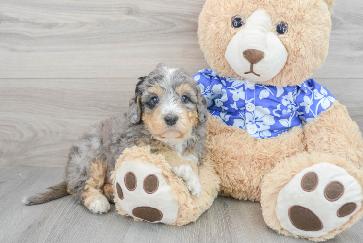 Adorable Mini Berniedoodle Poodle Mix Puppy