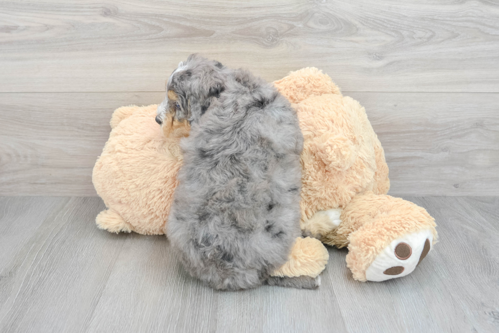 Mini Bernedoodle Pup Being Cute