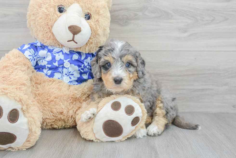 Hypoallergenic Bernadoodle Poodle Mix Puppy