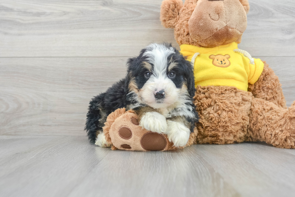 Mini Bernedoodle Puppy for Adoption