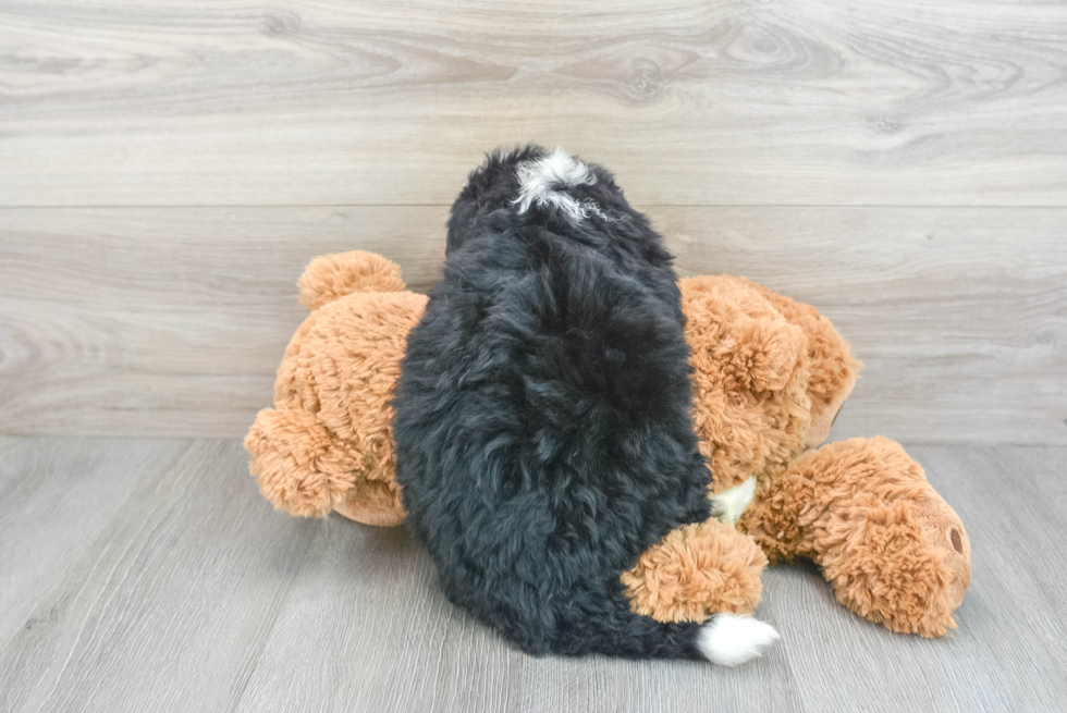 Playful Bernadoodle Poodle Mix Puppy