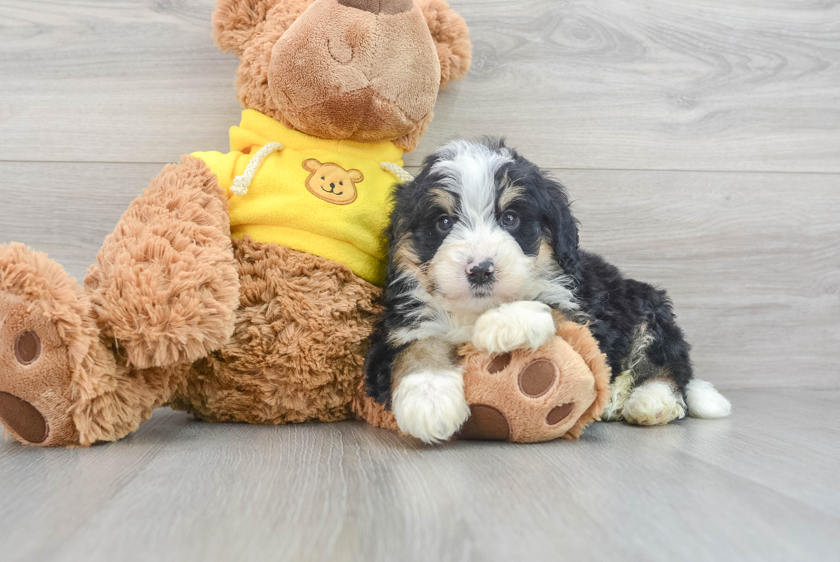 Hypoallergenic Mini Berniedoodle Poodle Mix Puppy