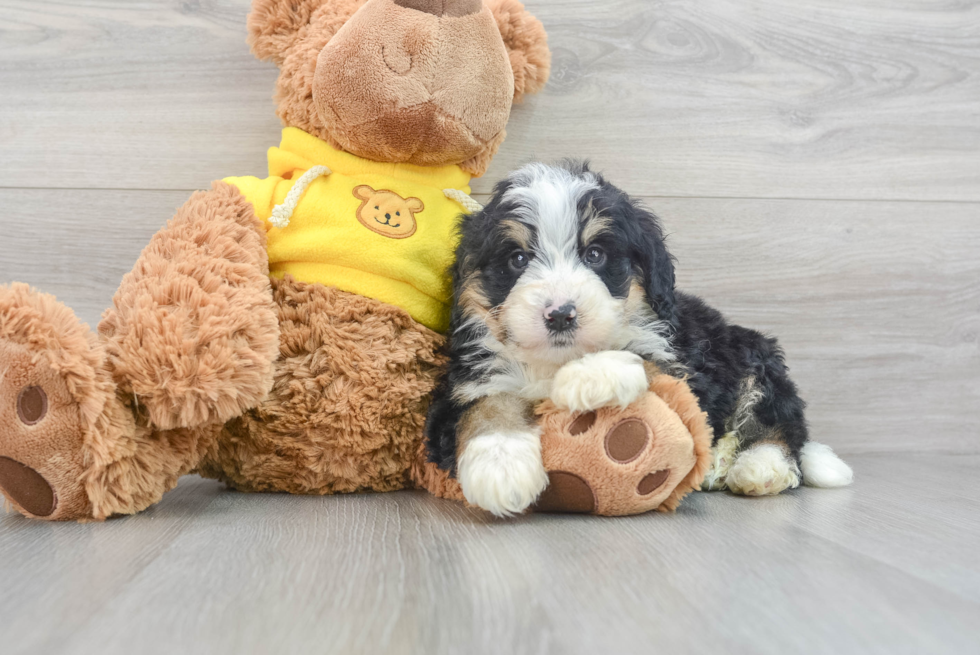 Hypoallergenic Mini Berniedoodle Poodle Mix Puppy