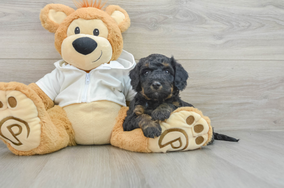 6 week old Mini Bernedoodle Puppy For Sale - Premier Pups