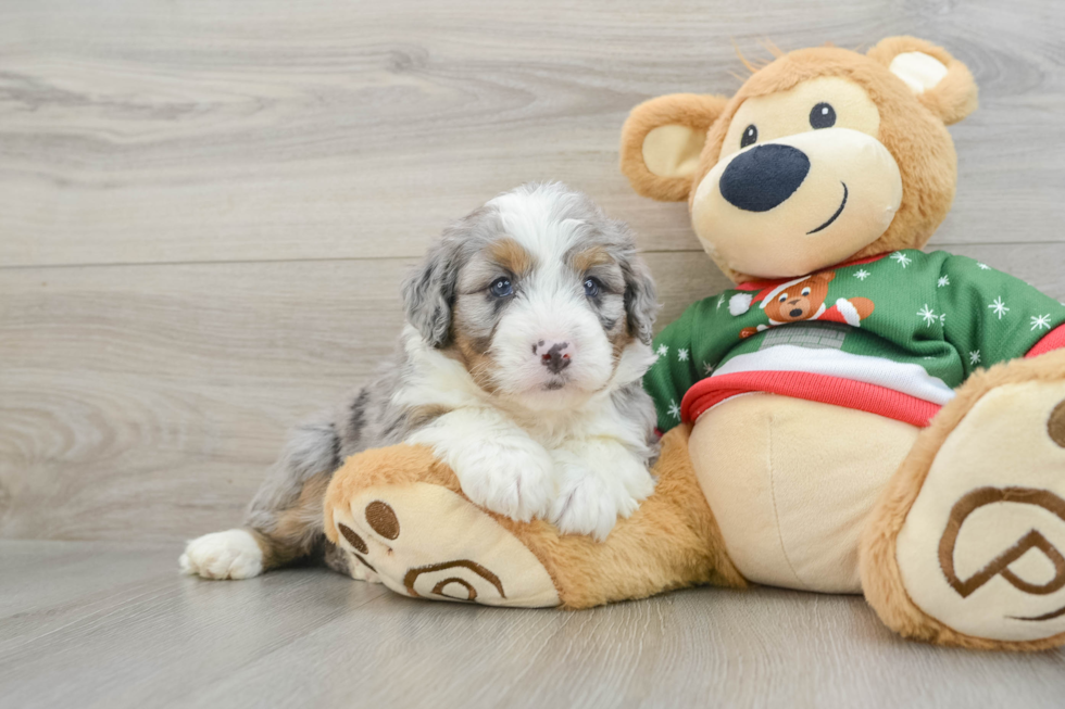 Smart Mini Bernedoodle Poodle Mix Pup