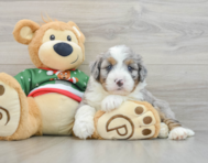 5 week old Mini Bernedoodle Puppy For Sale - Premier Pups