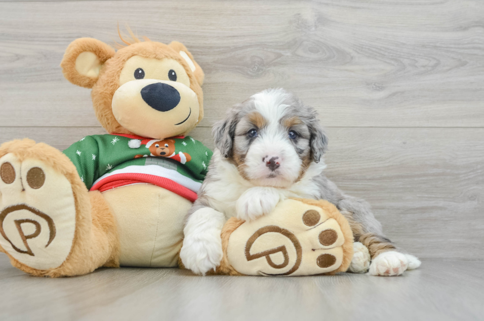 5 week old Mini Bernedoodle Puppy For Sale - Premier Pups