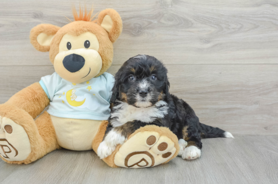 Happy Mini Bernedoodle Baby