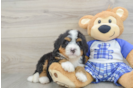 Mini Bernedoodle Puppy for Adoption