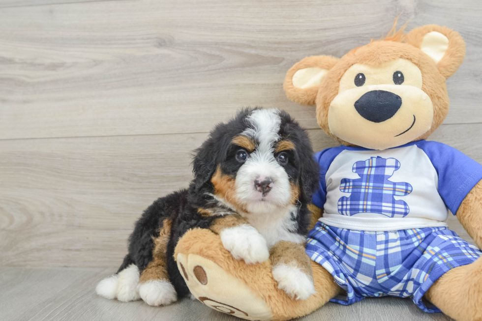 Mini Bernedoodle Puppy for Adoption