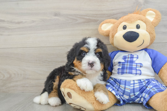 Mini Bernedoodle Puppy for Adoption