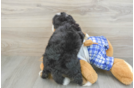 Mini Bernedoodle Puppy for Adoption