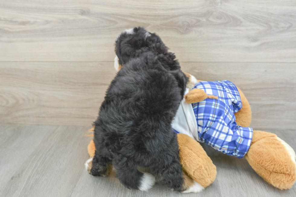 Mini Bernedoodle Puppy for Adoption