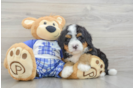 Best Mini Bernedoodle Baby