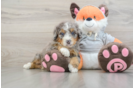 Petite Mini Bernedoodle Poodle Mix Pup