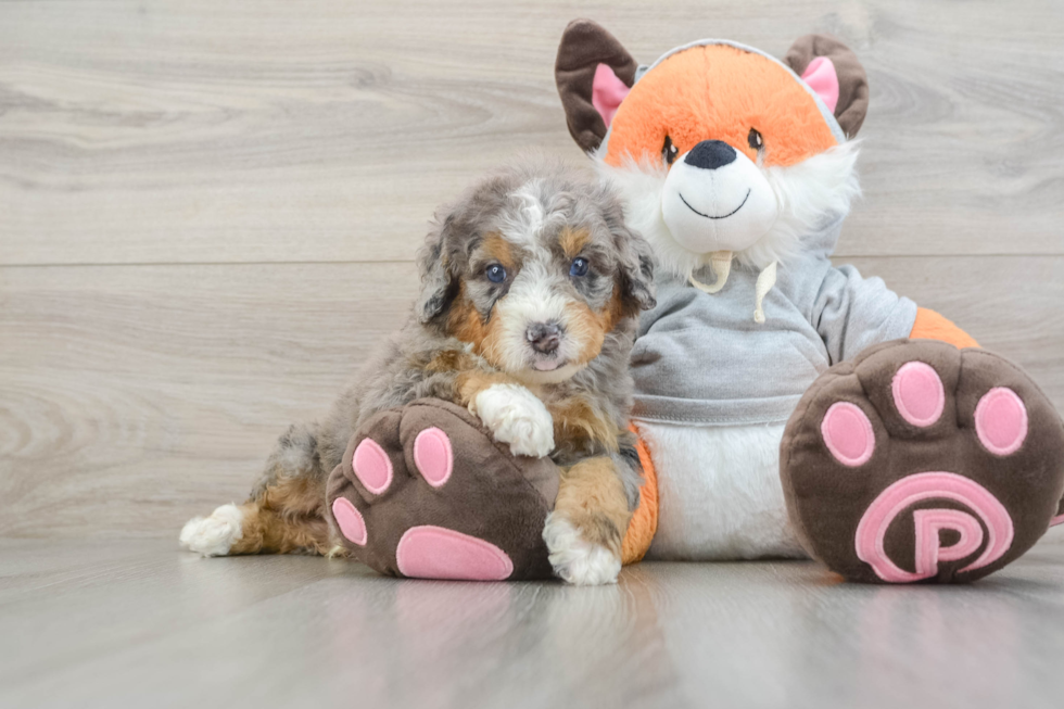 Petite Mini Bernedoodle Poodle Mix Pup