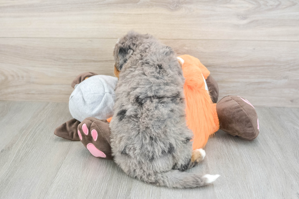 Friendly Mini Bernedoodle Baby