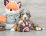 7 week old Mini Bernedoodle Puppy For Sale - Premier Pups