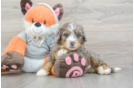 Fluffy Mini Bernedoodle Poodle Mix Pup