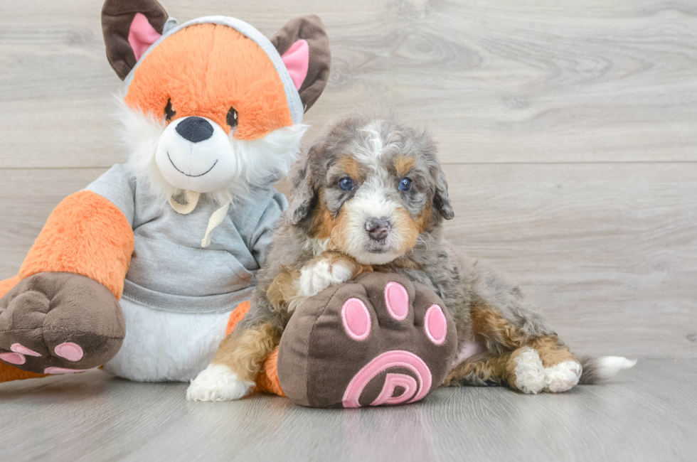 5 week old Mini Bernedoodle Puppy For Sale - Premier Pups