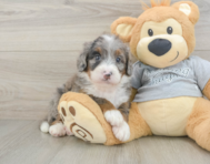 7 week old Mini Bernedoodle Puppy For Sale - Premier Pups