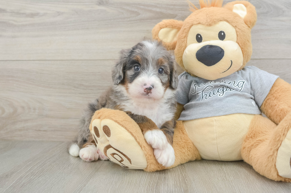 5 week old Mini Bernedoodle Puppy For Sale - Premier Pups