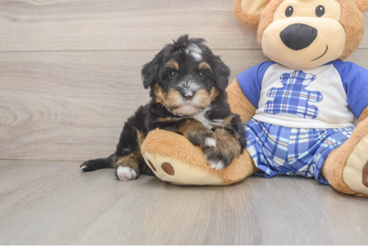 Mini Bernedoodle Pup Being Cute