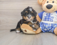 6 week old Mini Bernedoodle Puppy For Sale - Premier Pups