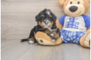 Mini Bernedoodle Pup Being Cute