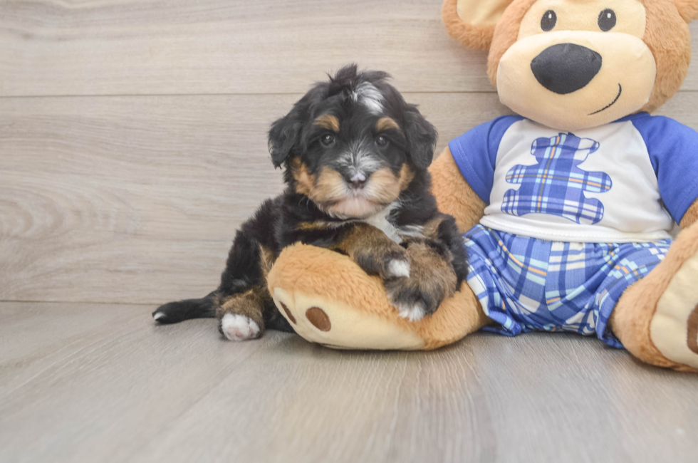5 week old Mini Bernedoodle Puppy For Sale - Premier Pups