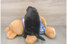 Adorable Mini Bernepoo Poodle Mix Puppy