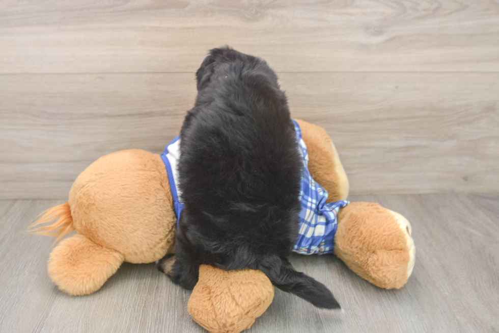 Adorable Mini Bernepoo Poodle Mix Puppy
