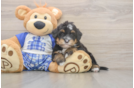 Mini Bernedoodle Puppy for Adoption